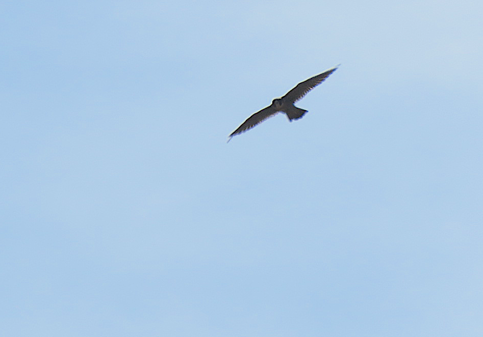 Peregrine Falcon - ML227844851