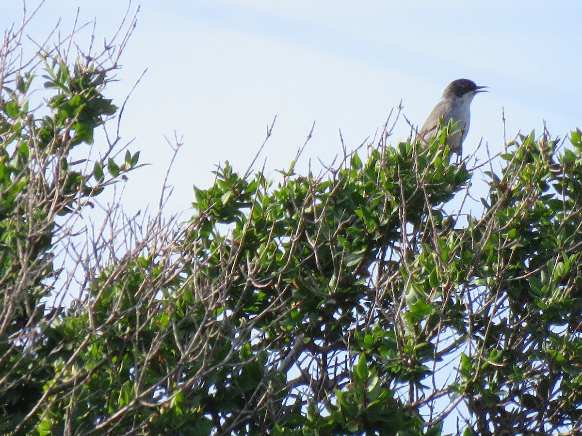 Curruca Cabecinegra - ML227845021