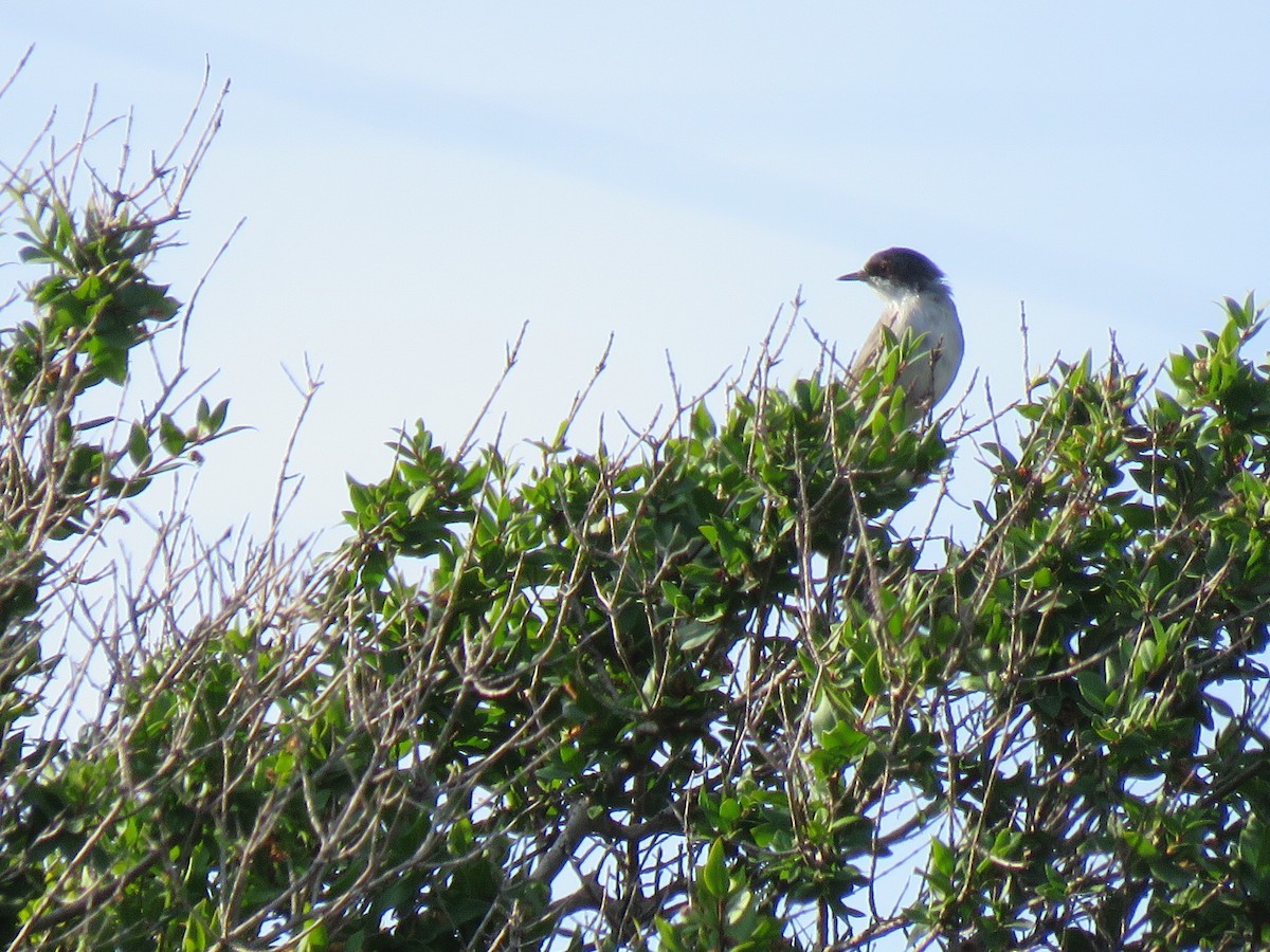 Sardinian Warbler - ML227845031