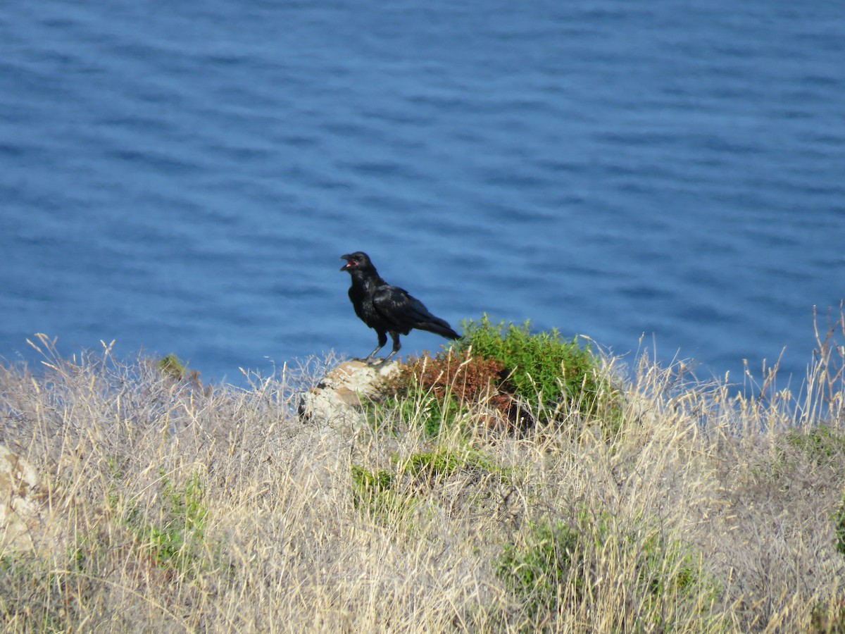 Common Raven - Beniamino Tuliozi