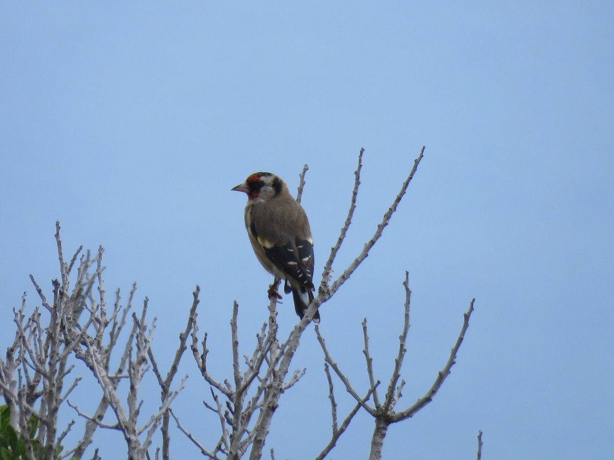 European Goldfinch - ML227845311