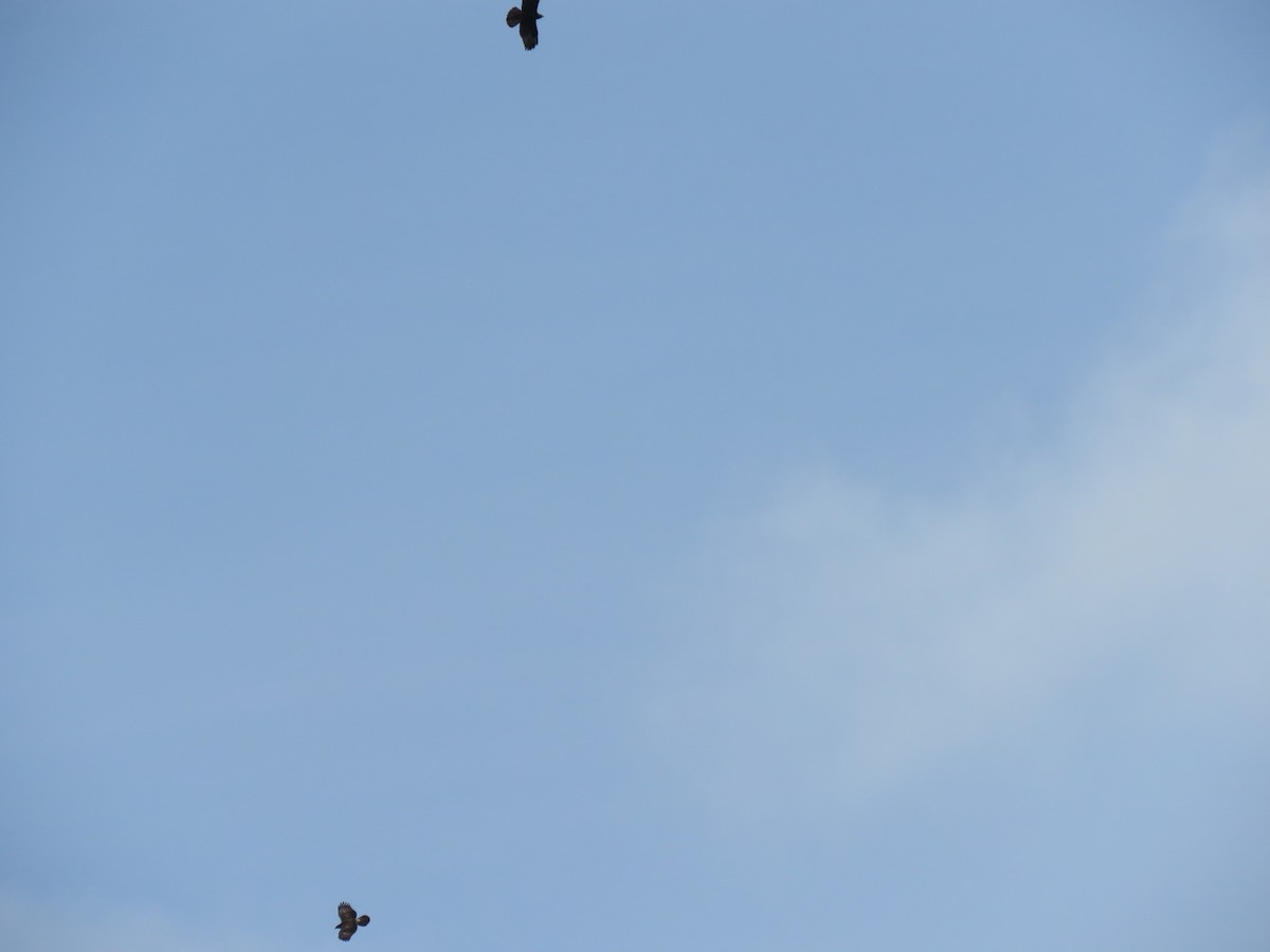 European Honey-buzzard - Beniamino Tuliozi