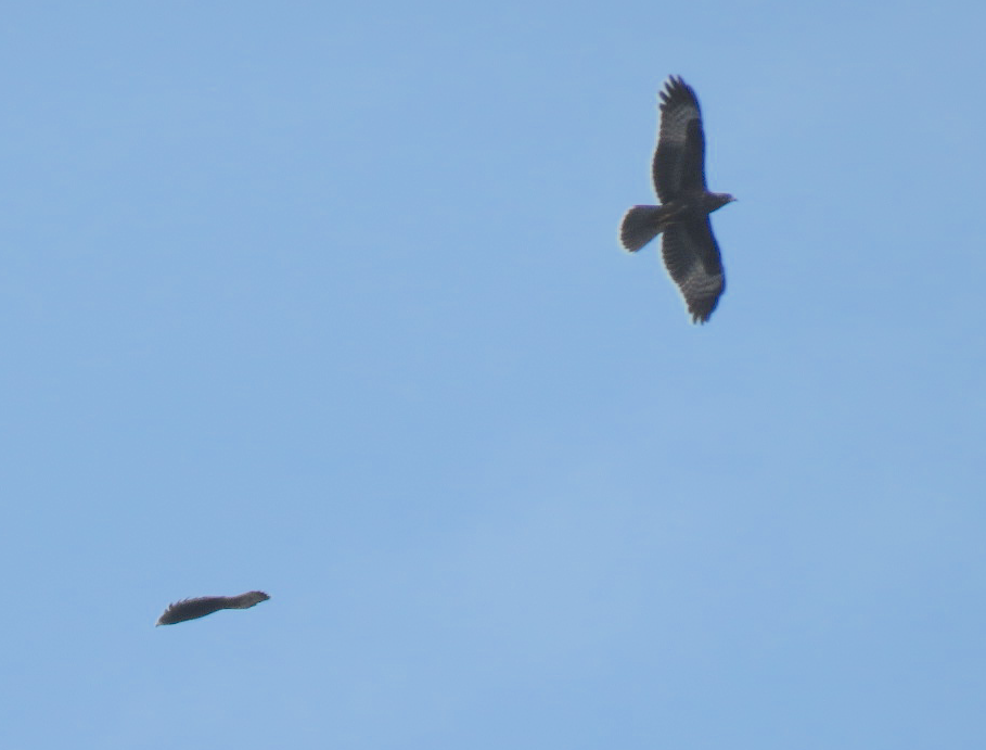 European Honey-buzzard - Beniamino Tuliozi