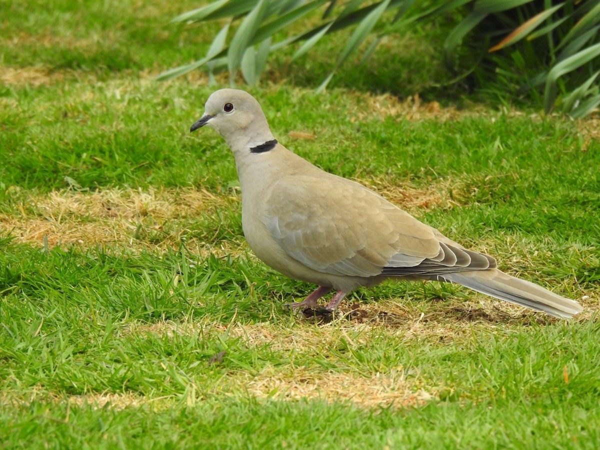 Eurasian Collared-Dove - ML227845631