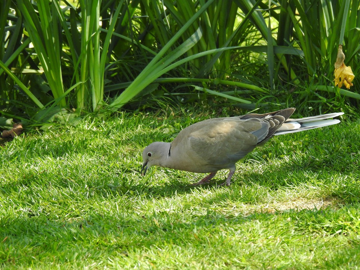 Eurasian Collared-Dove - Stephen Bailey