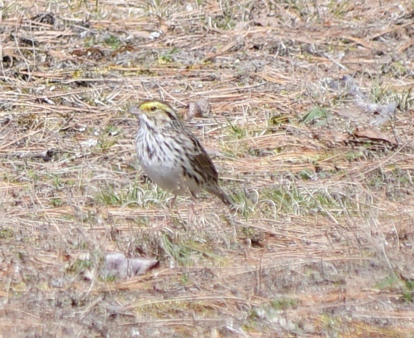 Savannah Sparrow - Moira Maus