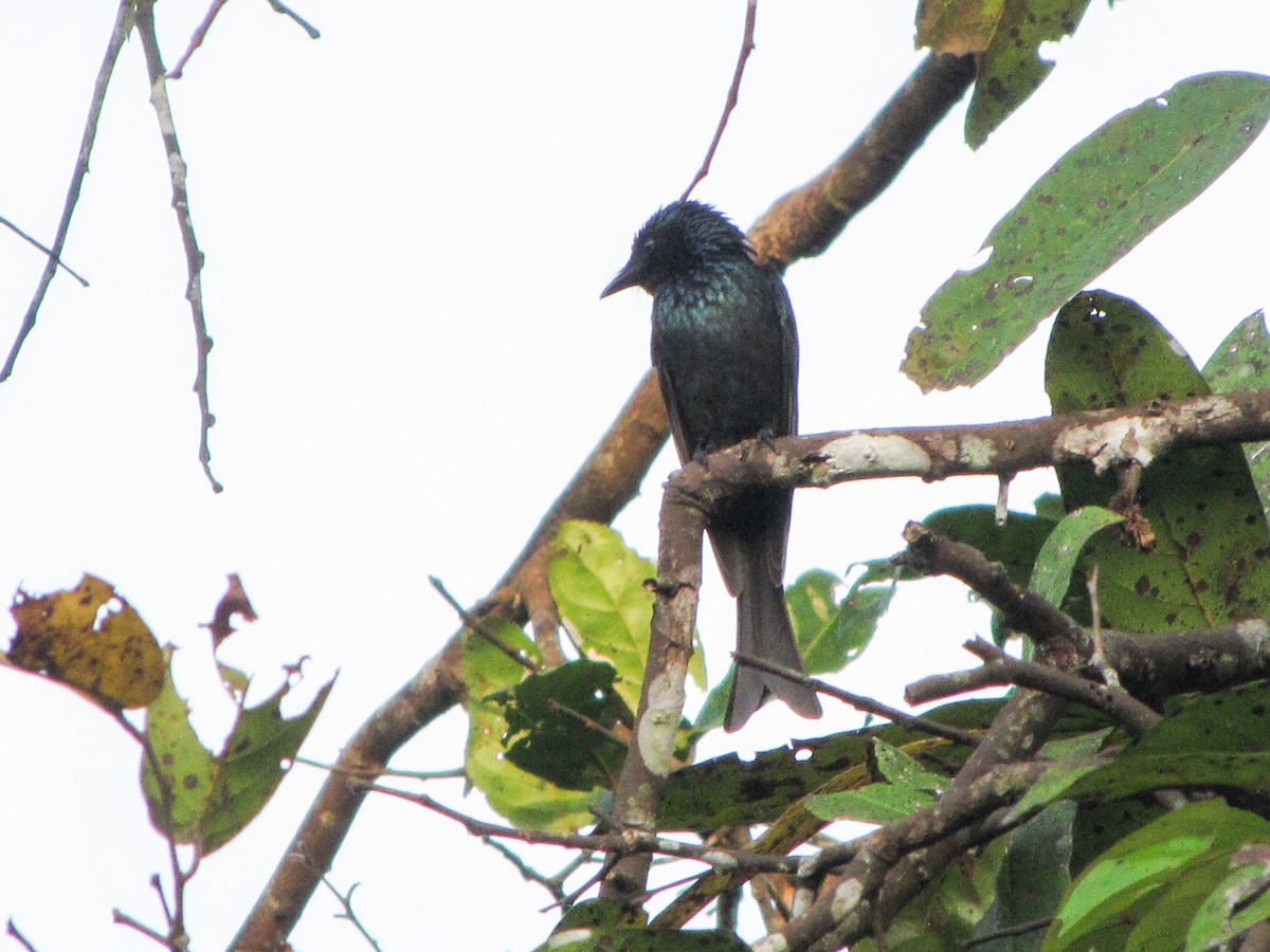 Bronzed Drongo - ML227848321