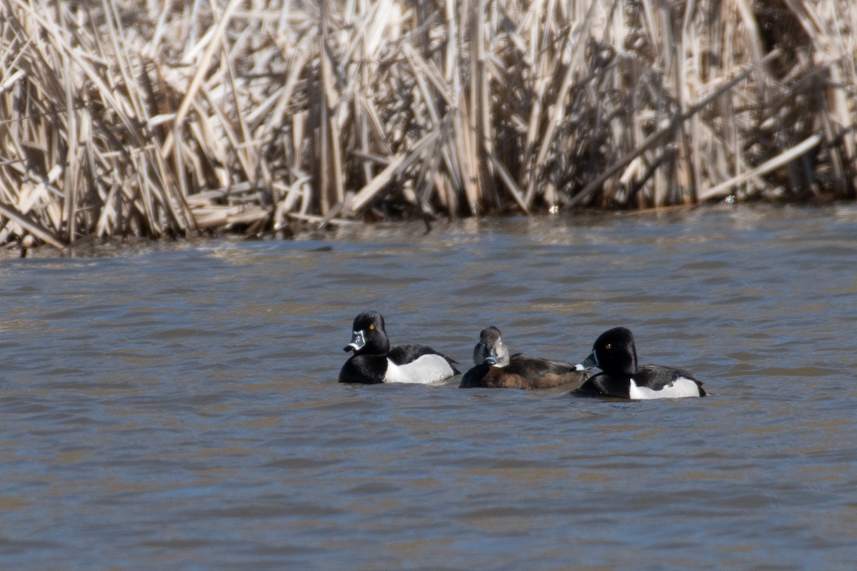 Ring-necked Duck - ML227848421