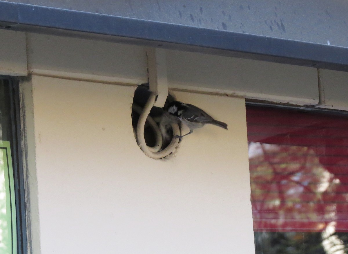Coal Tit - ML227850071