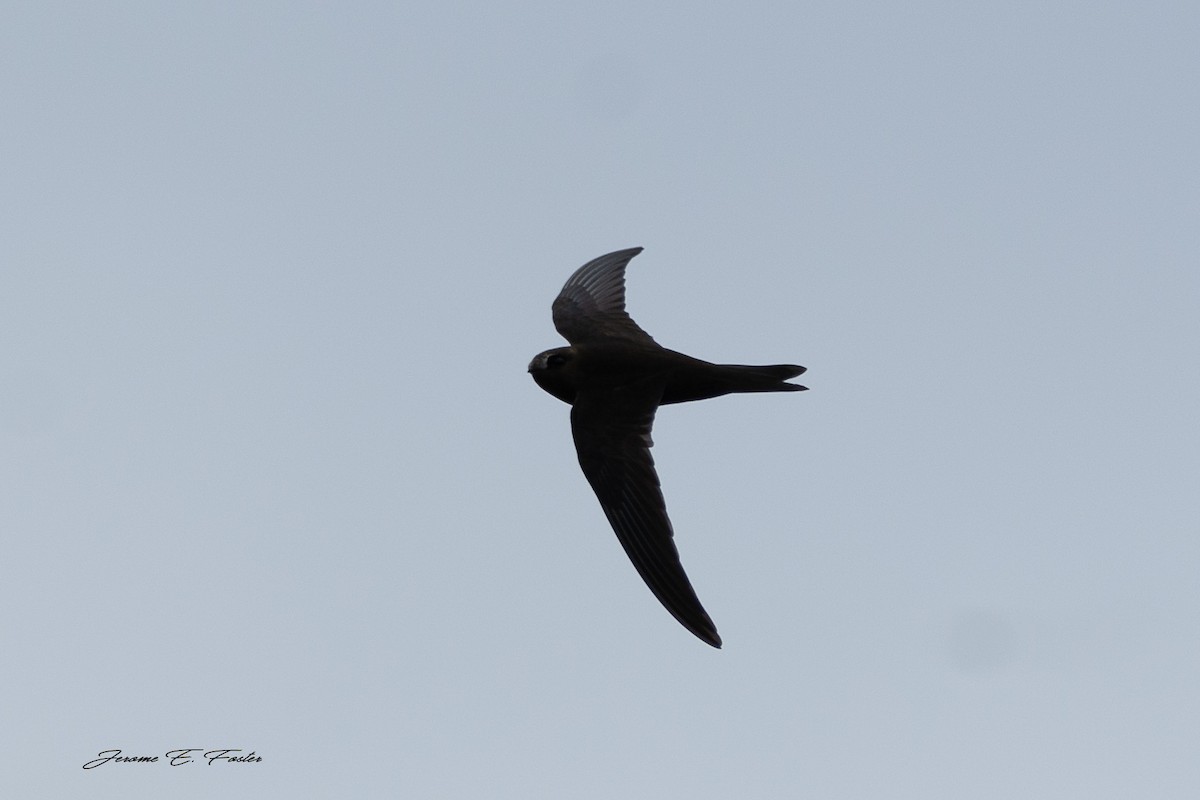 Black Swift - ML227853141