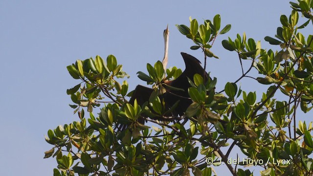 Anhinga d'Afrique - ML227853221