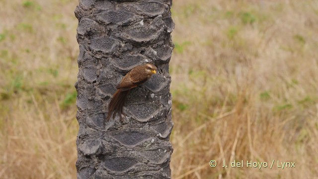 Yellow-billed Shrike - ML227853351