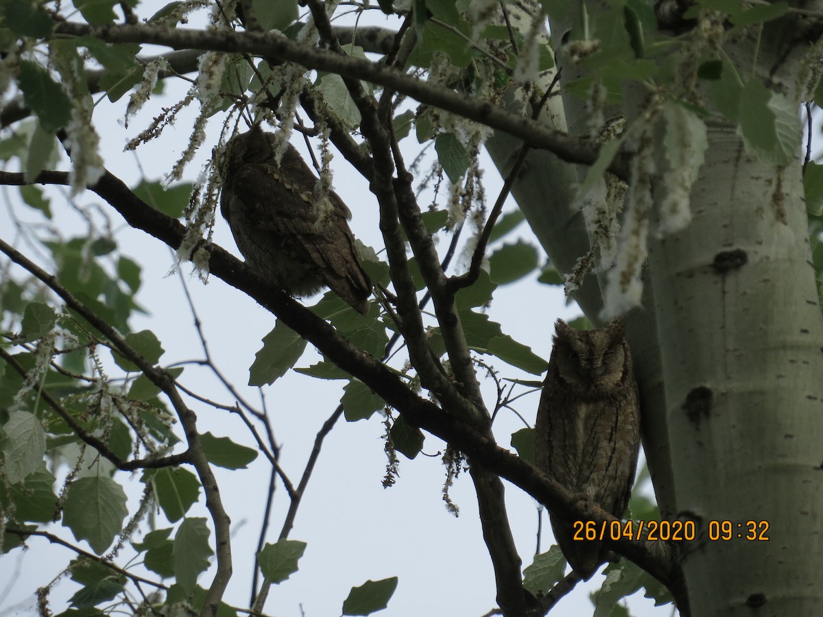 Eurasian Scops-Owl - ML227853611