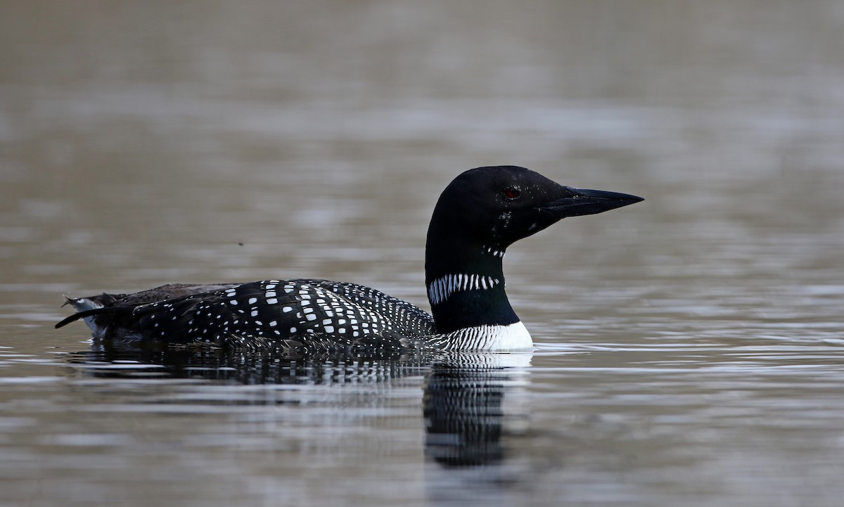 Common Loon - Jay McGowan