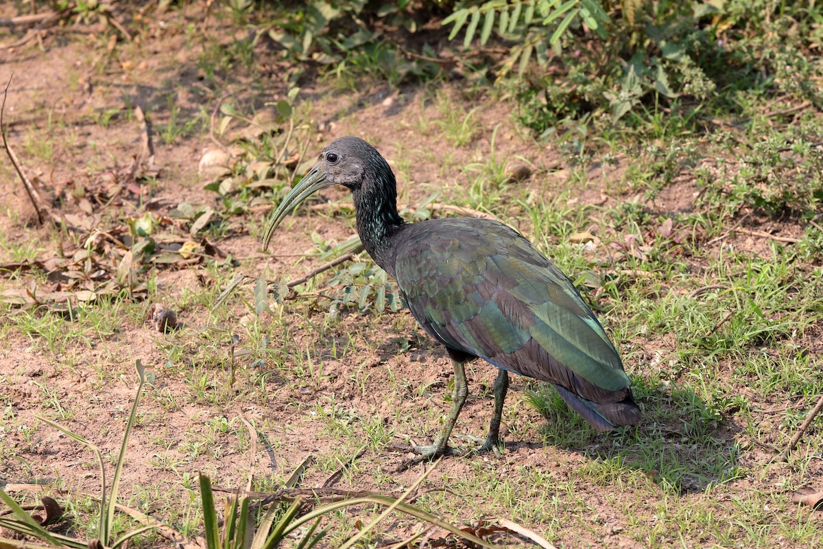 grønnakkeibis - ML227853841