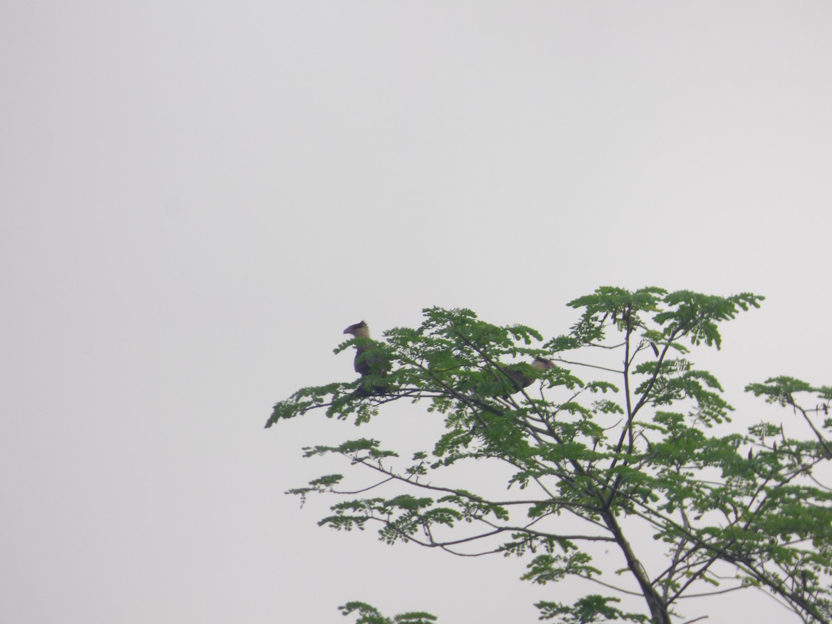 Crested Caracara (Northern) - ML227855351