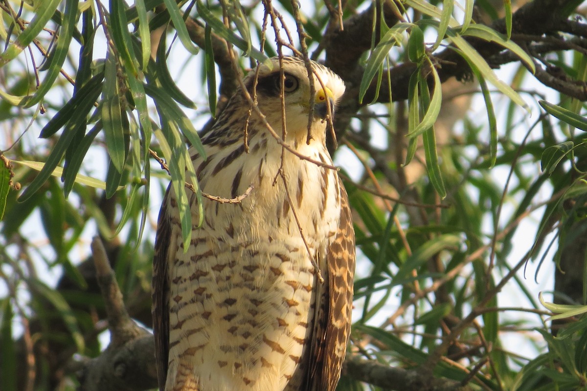 Roadside Hawk - ML227855381