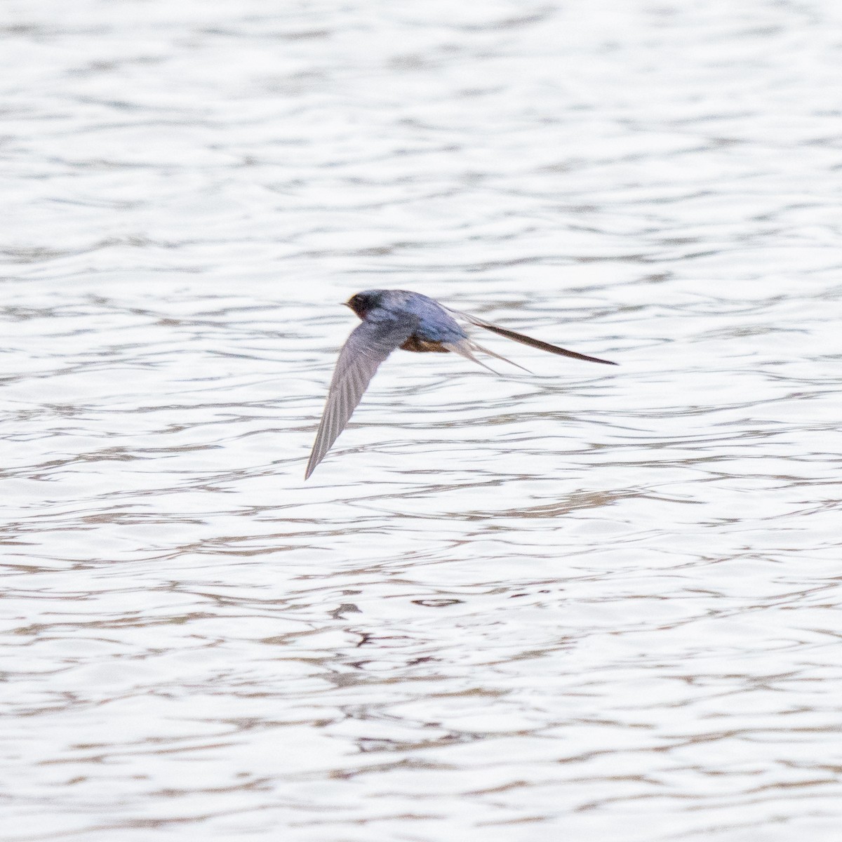 Barn Swallow - ML227855681