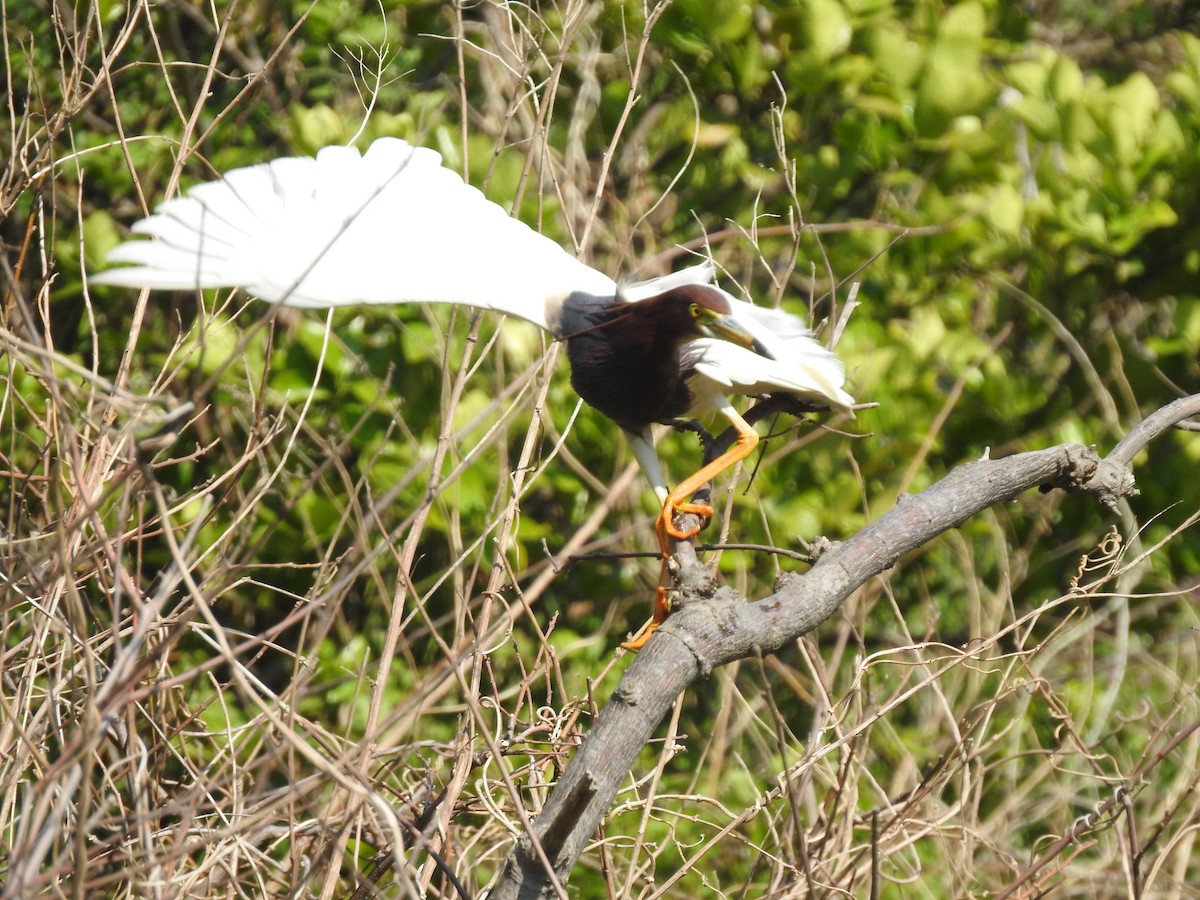 Chinese Pond-Heron - ML227855871