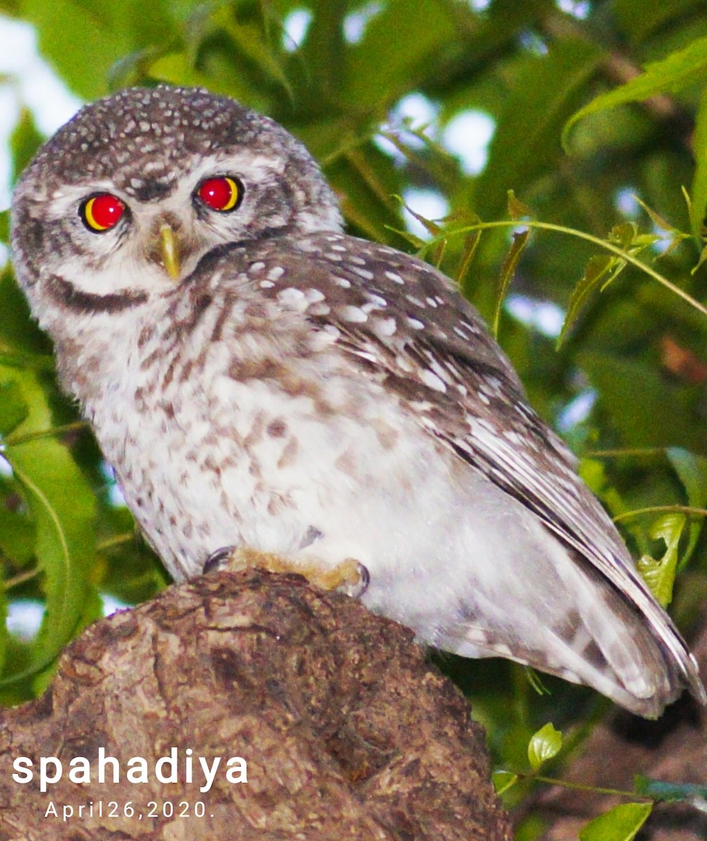 Spotted Owlet - ML227856411