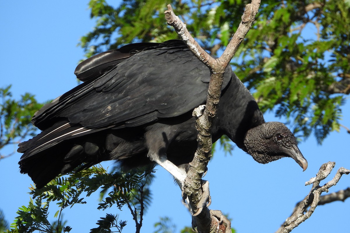 Black Vulture - ML227856541