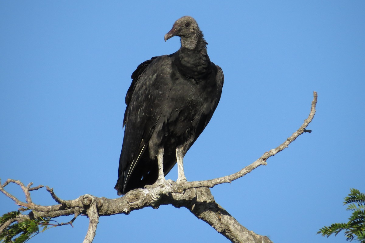 Black Vulture - ML227856911