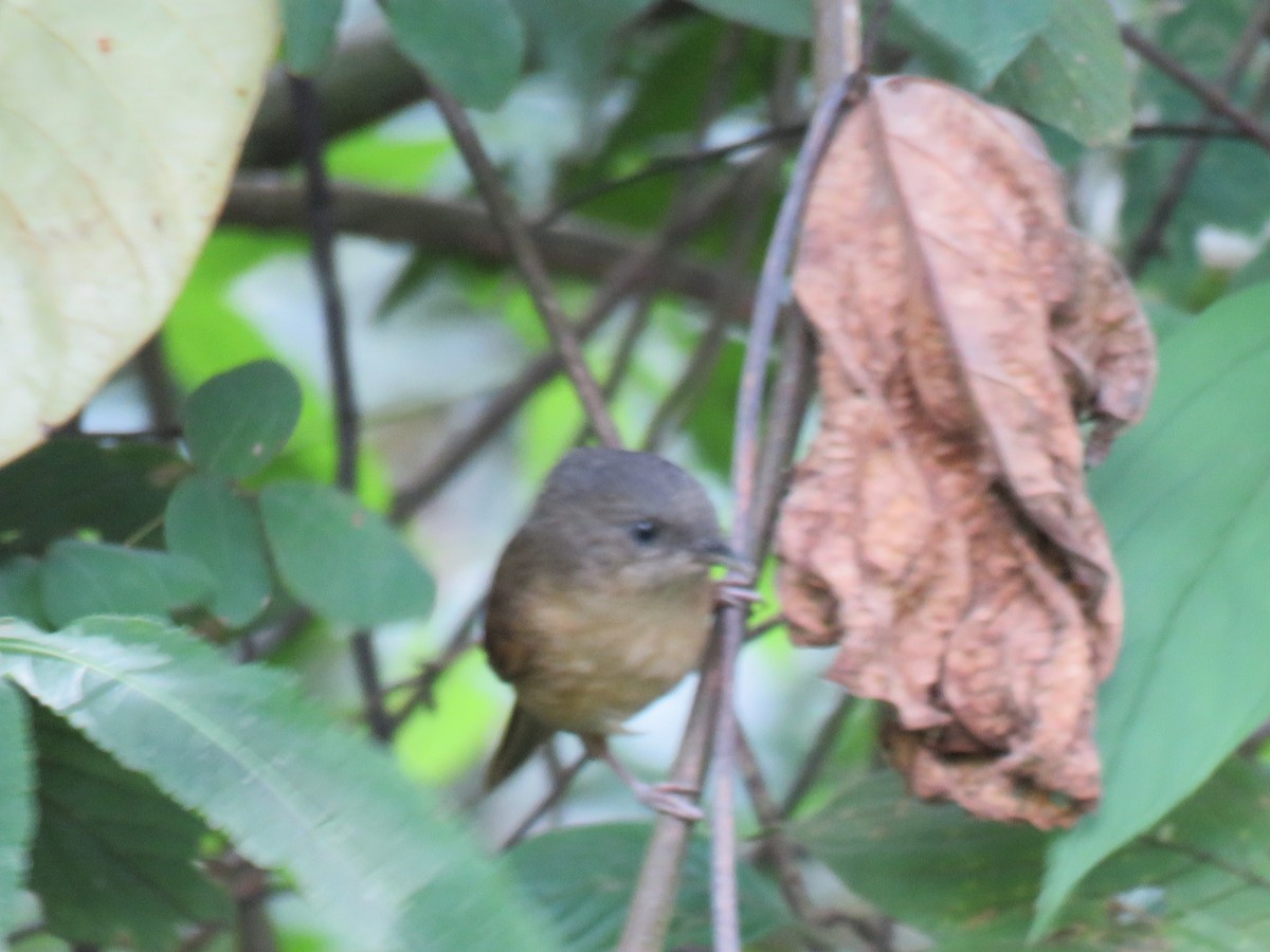 Brown-cheeked Fulvetta - Krishnamoorthy Muthirulan