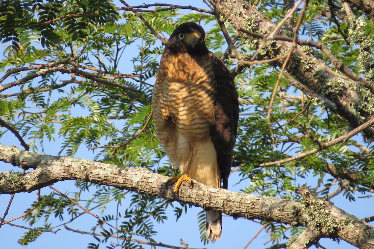 Roadside Hawk - ML227857251