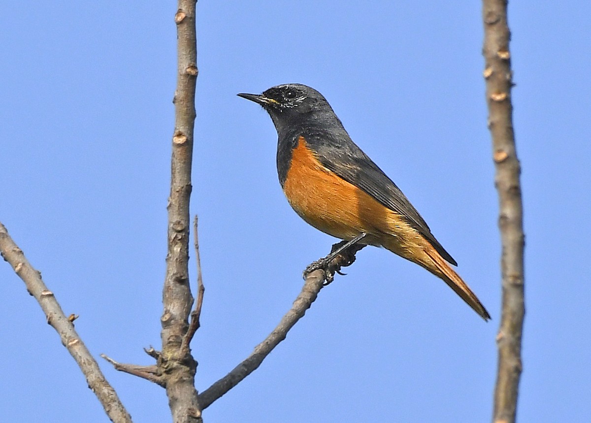 Black Redstart - Savithri Singh