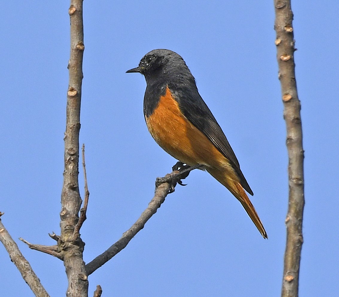 Black Redstart - ML227858571