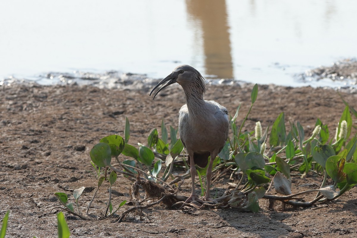 ibis běločelý - ML227859001