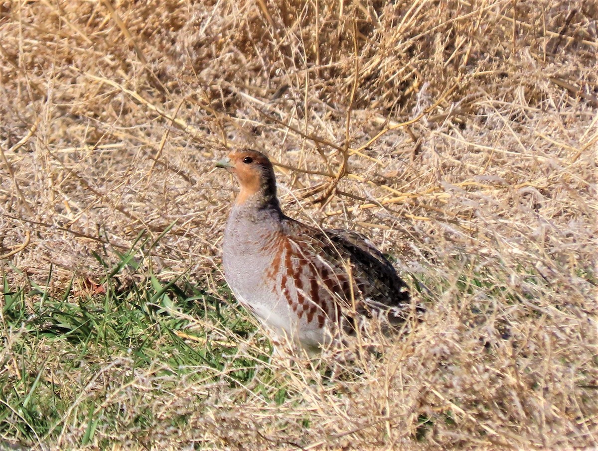 Gray Partridge - ML227860621