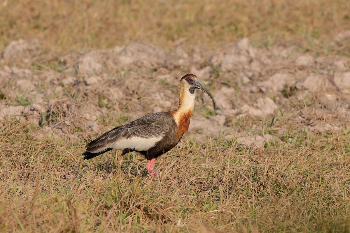 ibis bělokřídlý - ML227862121