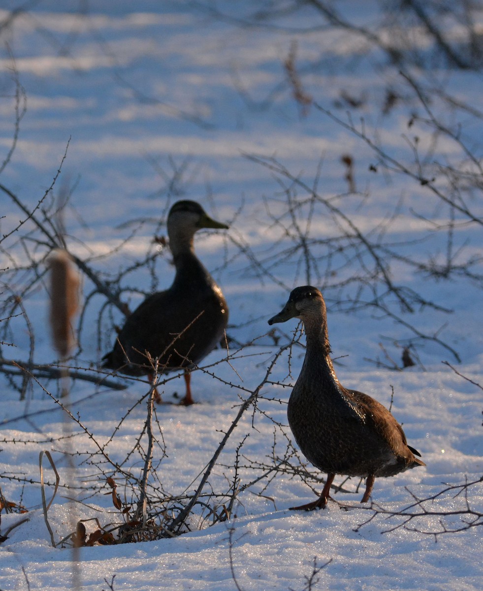 American Black Duck - ML227863761