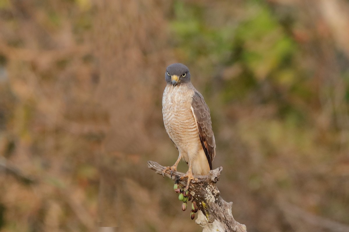 Roadside Hawk - Holger Teichmann