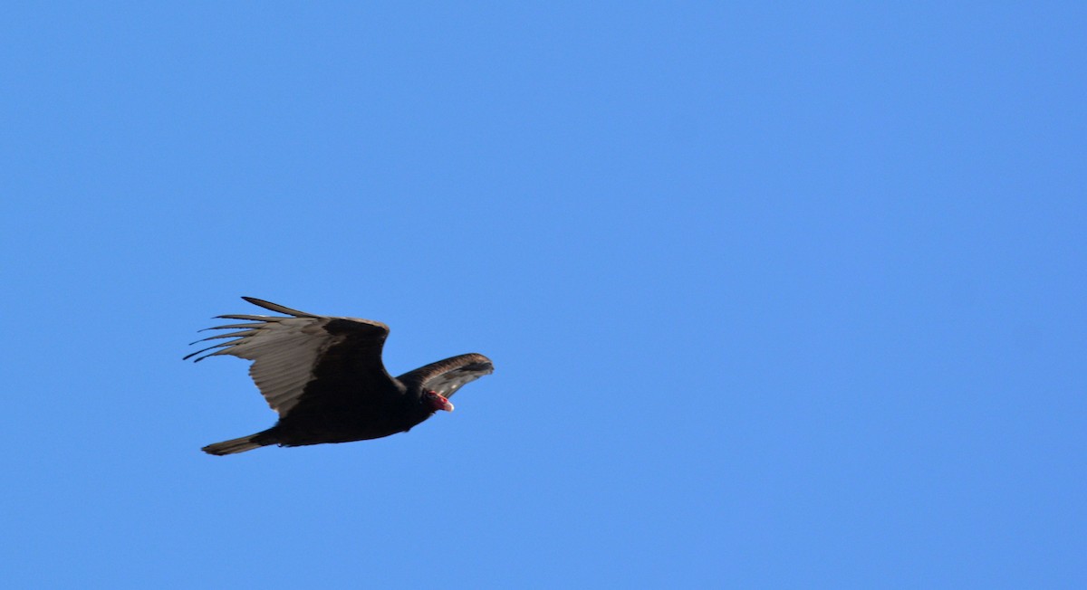 Turkey Vulture - ML227863881