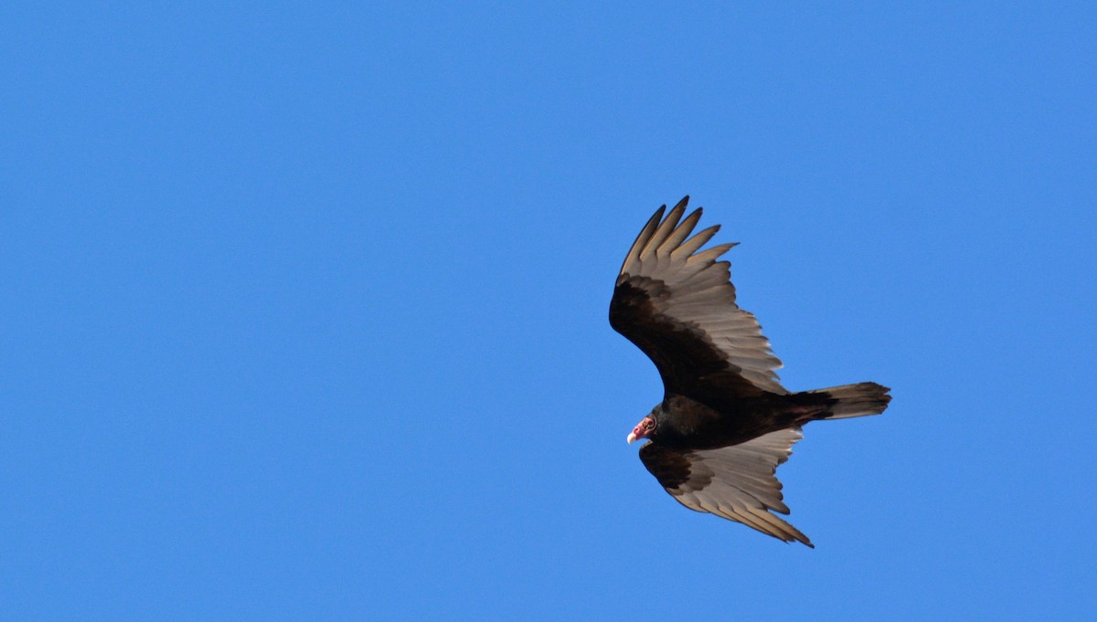 Turkey Vulture - ML227863921