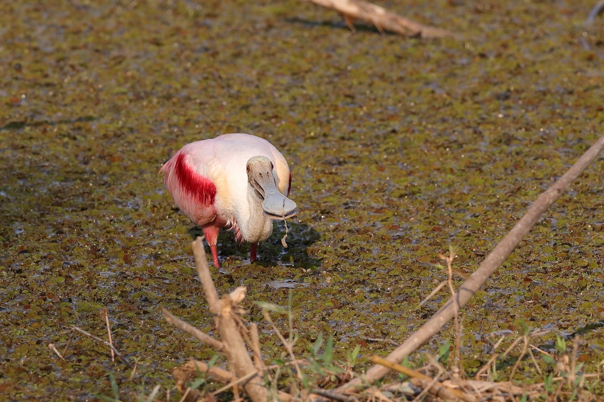 Roseate Spoonbill - Holger Teichmann