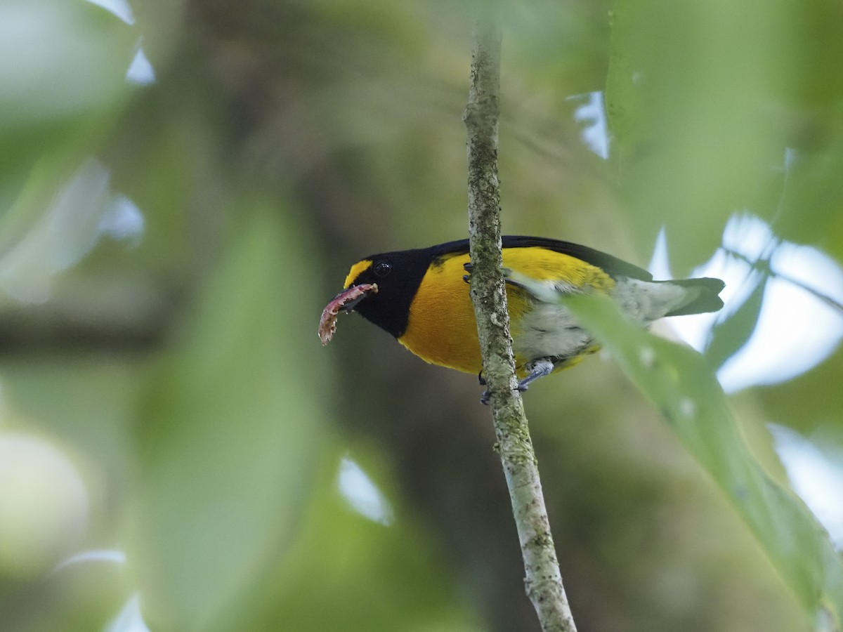 White-vented Euphonia - ML227865551