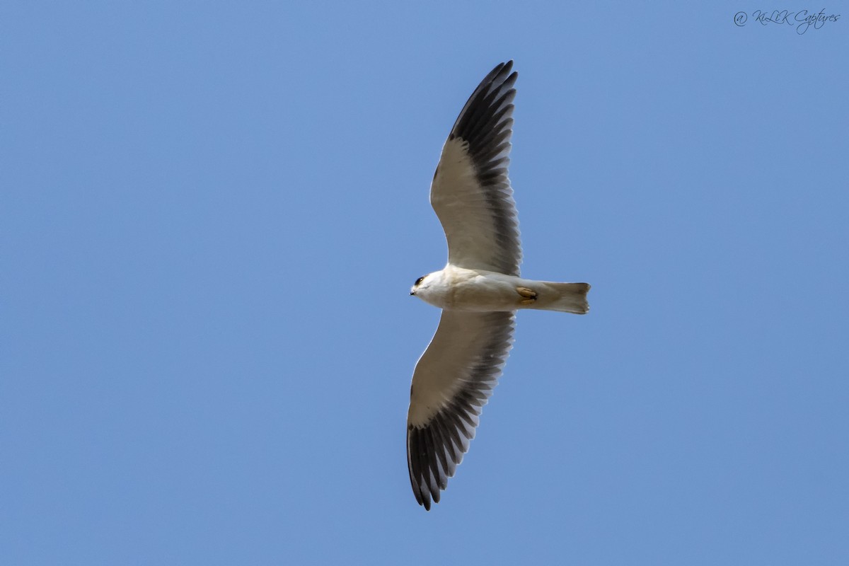 Black-winged Kite - Kishore Bakshi