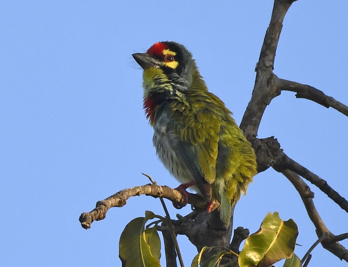 Coppersmith Barbet - Savithri Singh