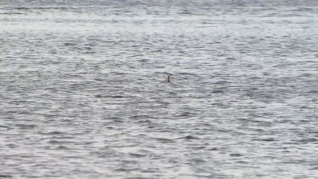 Red-necked Grebe - ML227869851