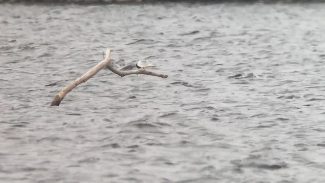 Forster's Tern - ML227870071