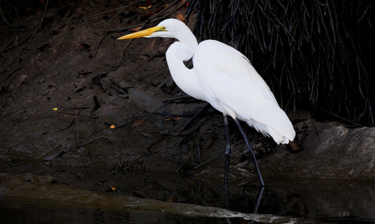 Grande Aigrette (melanorhynchos) - ML227871381