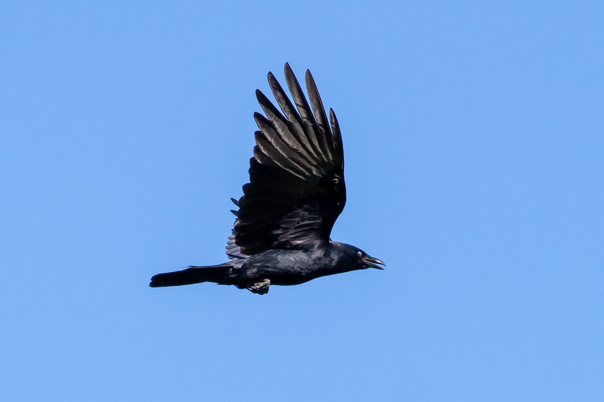 Fish Crow - ML227872841