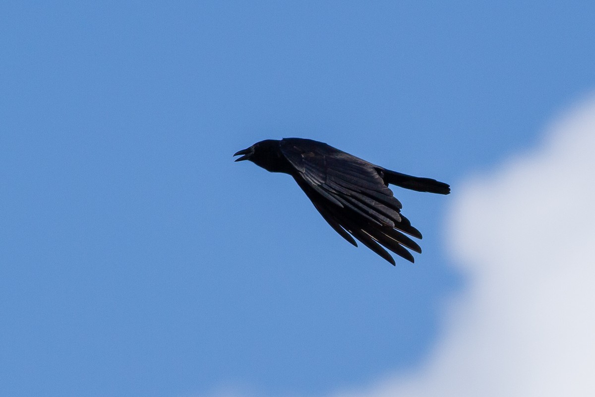 Fish Crow - ML227872991