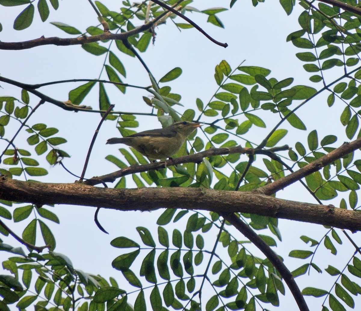 Tickell's Leaf Warbler (Tickell's) - RUPAM BHADURI