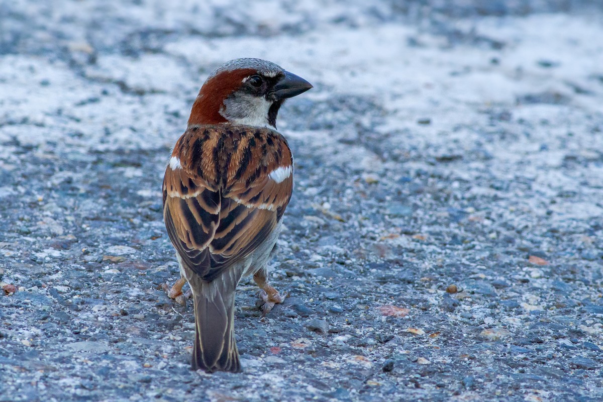 House Sparrow - ML227873091