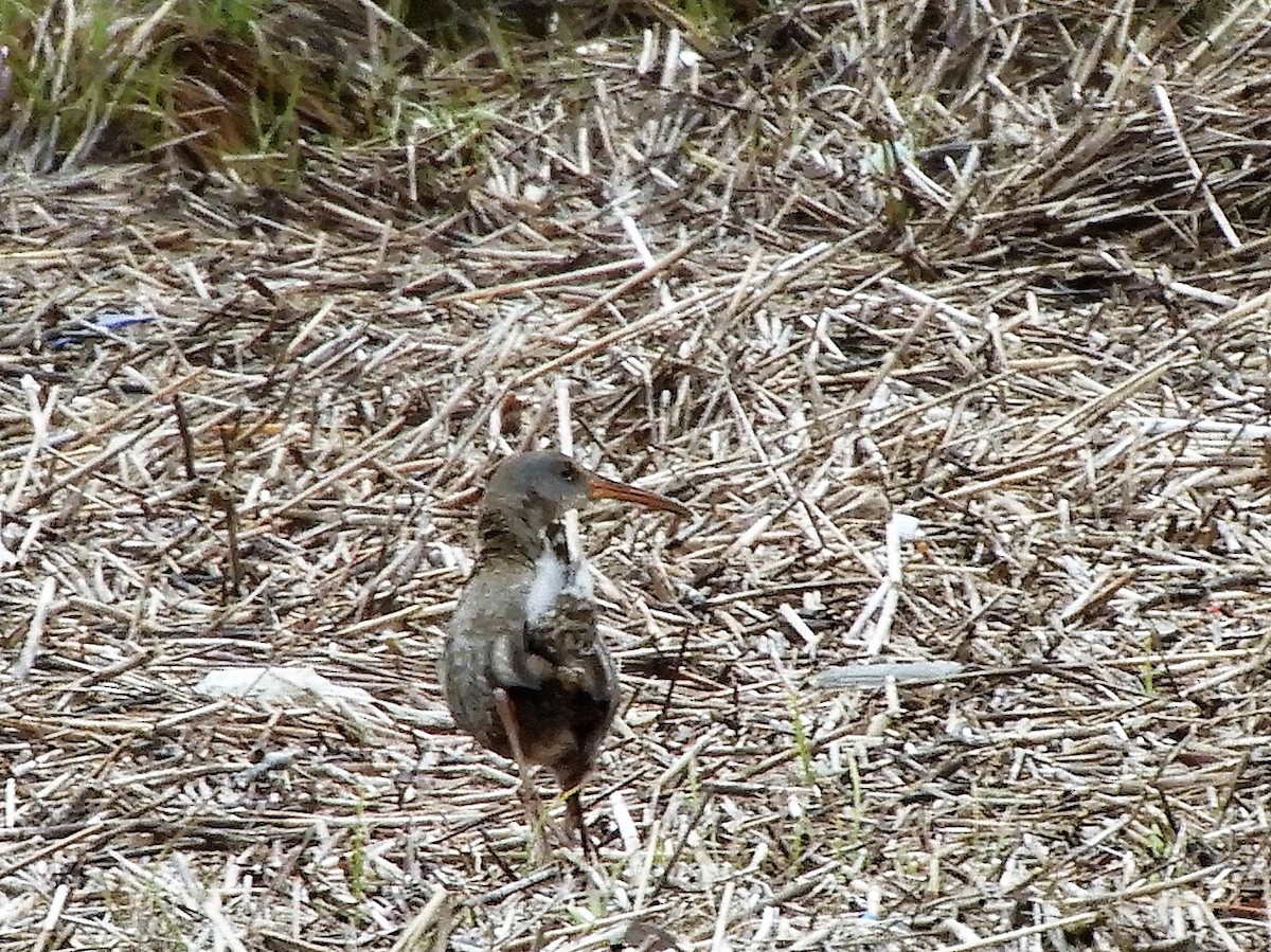 Clapper Rail - ML227873341