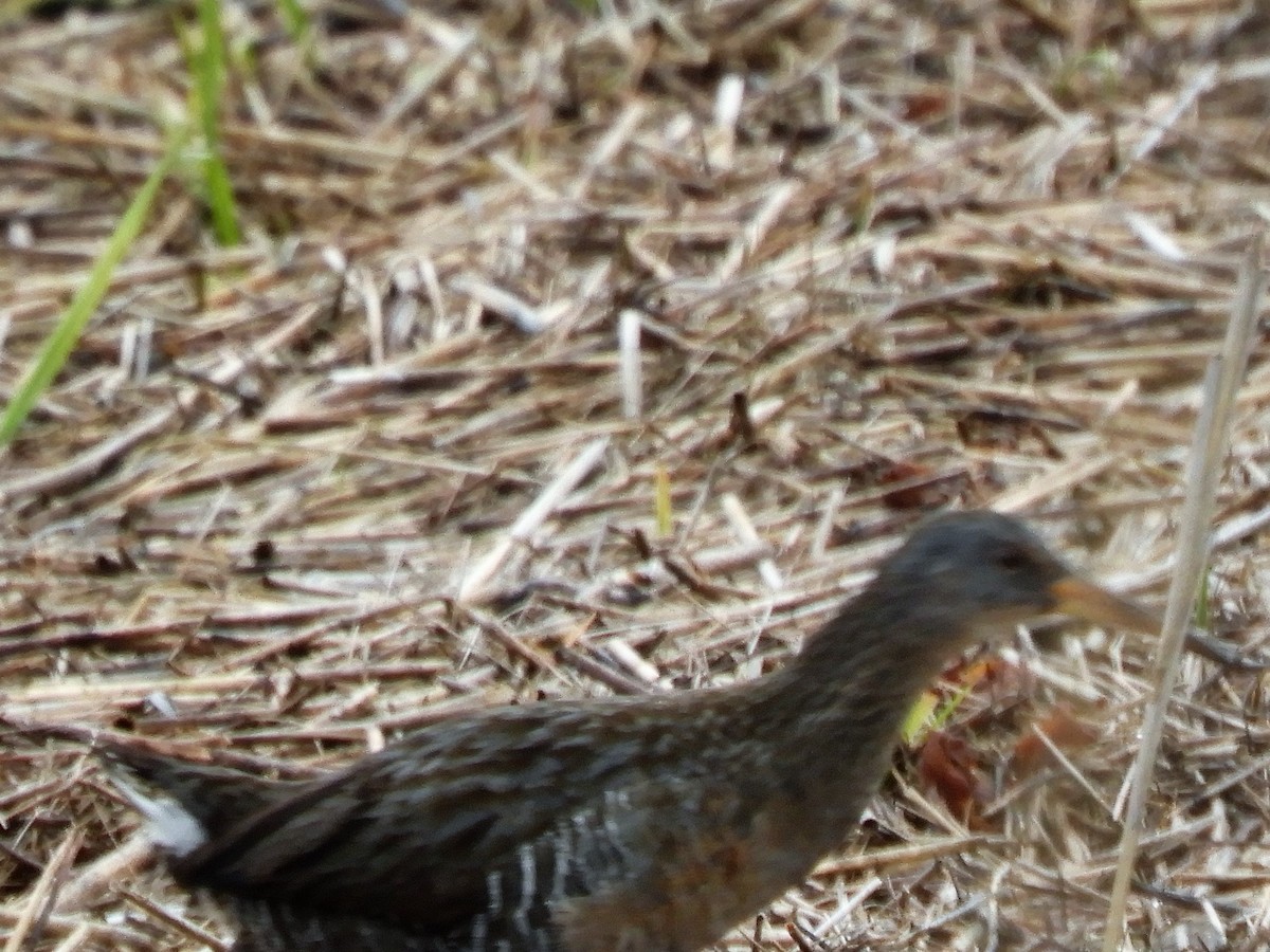 Clapper Rail - ML227873351